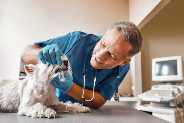 Best Emergency Care for Gum Disease in Netcong, NJ